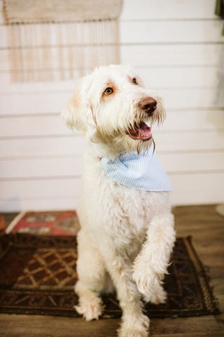 Blue Seersucker Dog Bandana