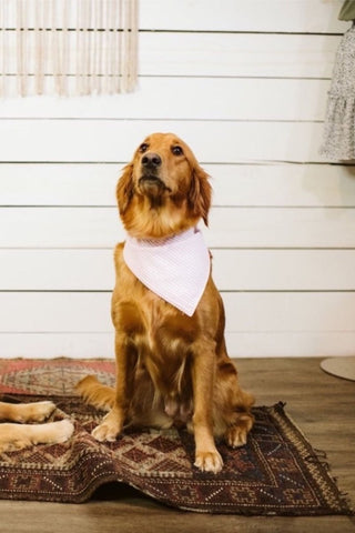 Pink Seersucker Dog Bandana - Tucked & Threaded