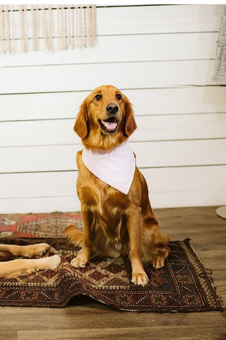 Pink Seersucker Dog Bandana - Tucked & Threaded